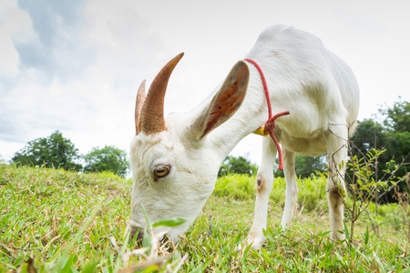 Goat eating grass in farm from central of Thailandの写真素材