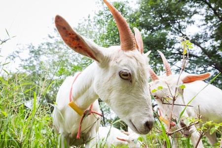 Healthy goat in farm from central of Thailandの写真素材