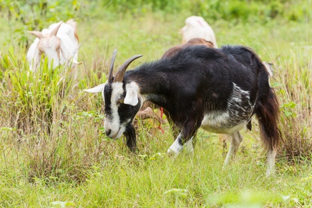 Healthy goat in farm from central of Thailandの写真素材