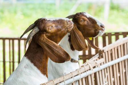 Goats in livestock farm from central of Thailandの写真素材