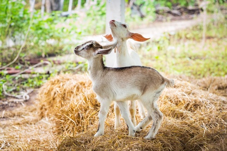Close up young goat playing on dry pangola grass in farmの写真素材