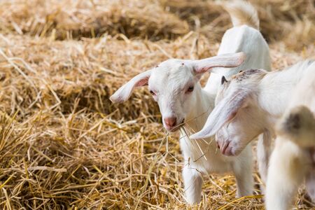 Close up young goats playing and eating dry pangola grass in farmの写真素材