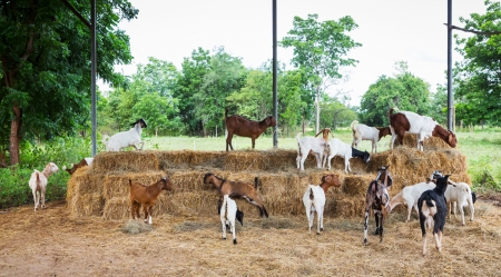 Group of goats in livestock farm from central of Thailandの写真素材