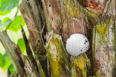 Close up dirty golf ball stuck on palm treeの写真素材