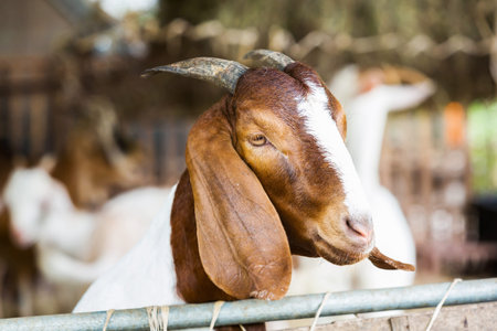 Close up goat in farm from central of Thailand