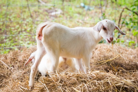 Close up young goat playing and eating dry pangola grass in farmの写真素材
