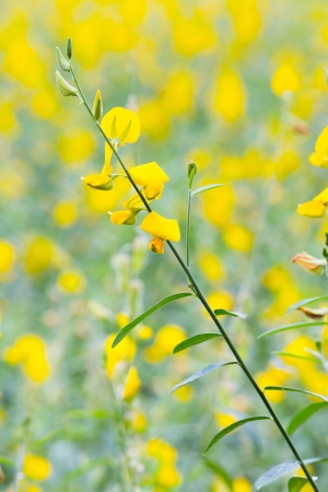 Close up sunhemp plantation in Thailandの写真素材