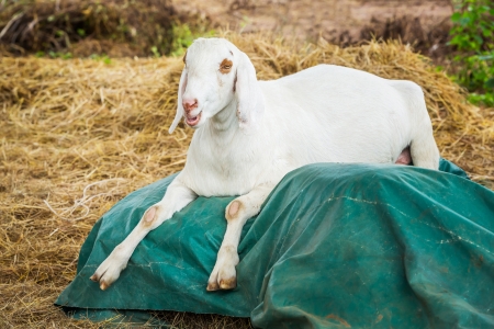 Close up goat in farm from central of Thailandの写真素材
