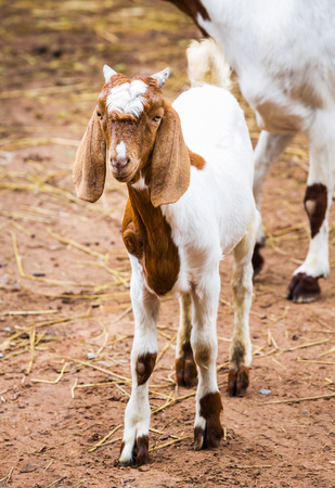 Close up young goat in farm from central of Thailandの写真素材