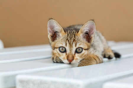 Close up cute Thai small kitten lying on white color wooden table looking at cameraの写真素材