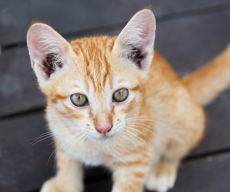 Close up Thai small kitten sit on brown color wooden floorの写真素材
