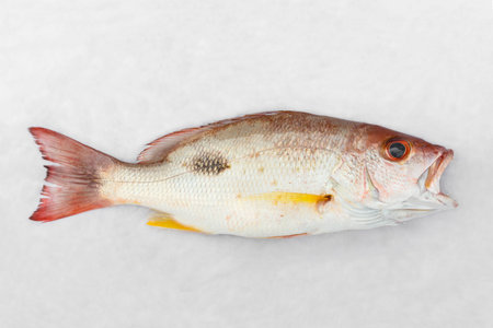 Close up Russell's snapper or Moses perch fish on white wet cloth in market with morning sunlight