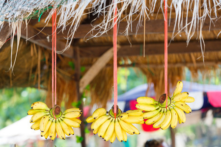 Close up dainty banana hang on red color ropeの写真素材