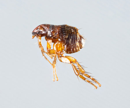 Close up female ctenocephalides felis or cat flea isolated on gray background