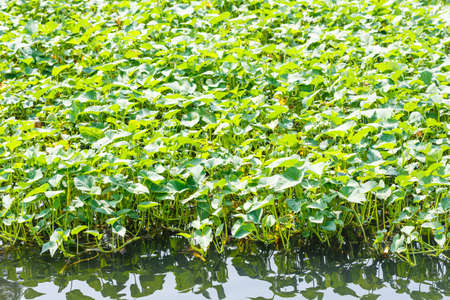 Close up morning glory plantation floating on water surface in river or lakeの写真素材