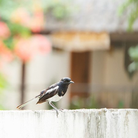 Close up oriental magpie robin stand on dirty concrete fenceの写真素材