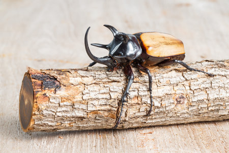 Close up yellow five horned beetle with small log on wooden table