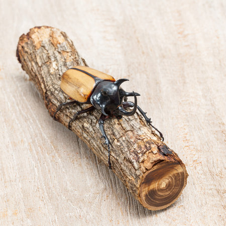 Close up yellow five horned beetle with small log on wooden table
