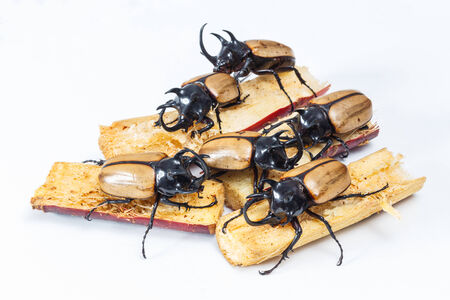 Close up yellow five horned beetle with sugar cane portion on wooden tableの写真素材
