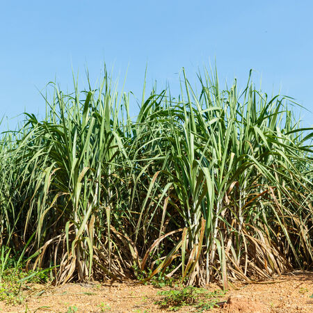 Close up sugar cane plantation on lateritic soilの写真素材