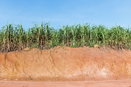 Close up red color lateritic soil cross section and sugar cane plantationの写真素材