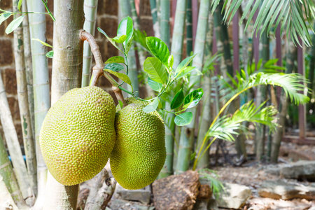Close up jackfruit on tree from Thailand