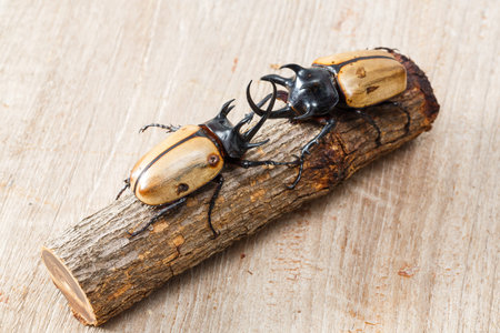 Close up yellow five horned beetle with small log on wooden table