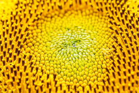 Extreme close up sunflower flower pollen detailの写真素材