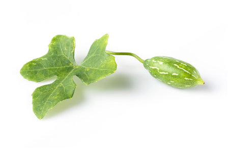 Close up Ivy gourd leaf isolated on whiteの写真素材