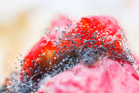 Close up mold fungus growing on rotten ivy gourd fruitの写真素材