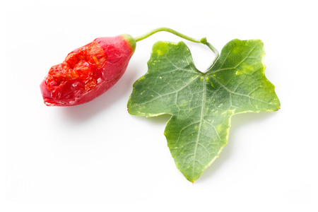 Close up mature fruit and leaf of ivy gourd isolated on whiteの写真素材