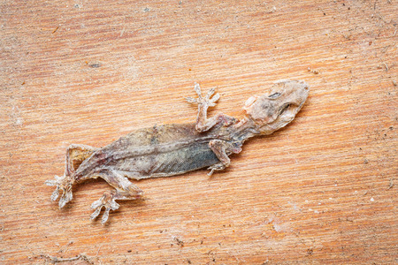 Close up dead and dried lizard on dirty wooden plankの写真素材