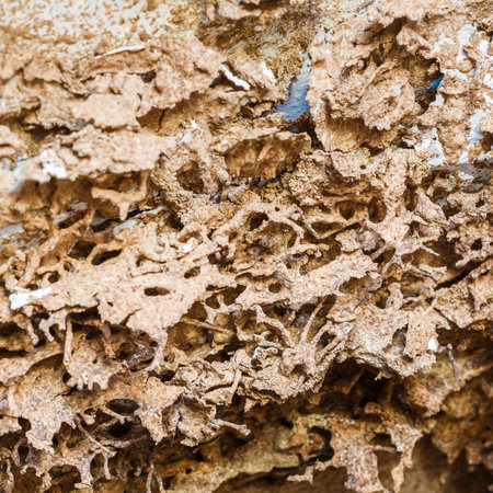 Close up damaged paper eaten by termite or white ant