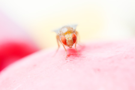 Close up new born fruit fly in studioの写真素材