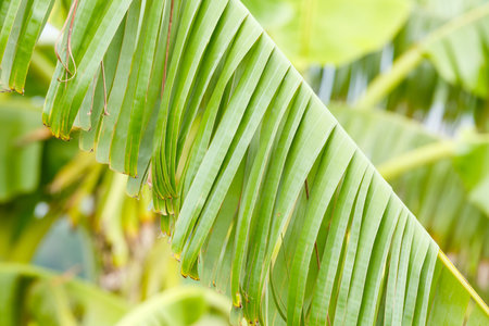 Damaged banana leaf from strong windの写真素材