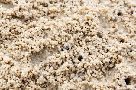 Abstract ghost crab hole on the beach, small creatureの写真素材