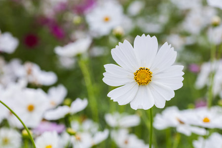 Close up white color cosmos flower in field, beautiful landscape