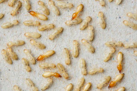 Close up termites or white ants