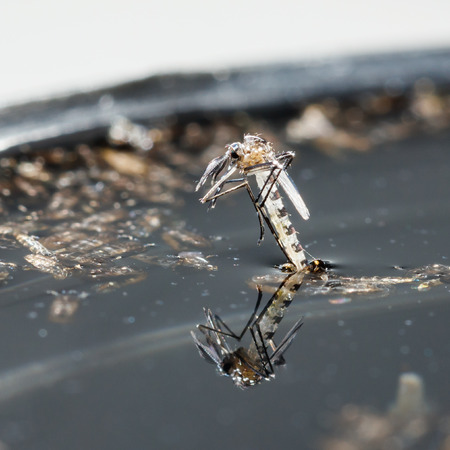 Close up newborn aedes albopictus mosquito, pest animal, contagionの写真素材