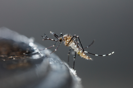 Close up newborn aedes albopictus mosquito, pest animal, contagionの写真素材