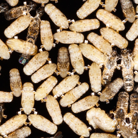 Close up anopheles dirus mosquito pupae, pest animal, contagionの写真素材