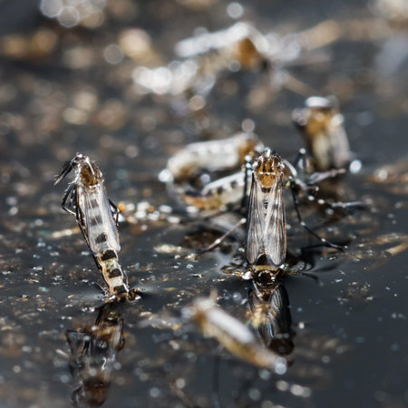 Close up newborn aedes albopictus mosquito, pest animal, contagion