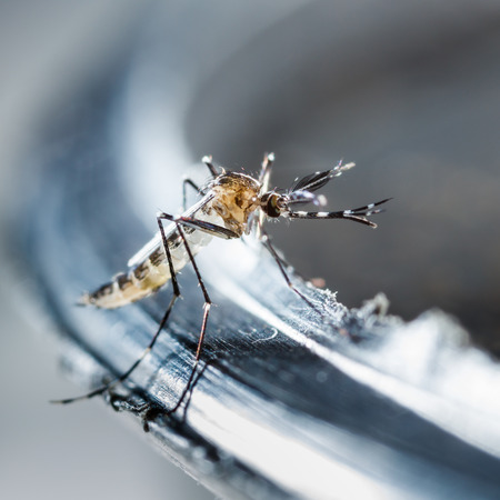 Close up newborn aedes albopictus mosquito, pest animal, contagionの写真素材