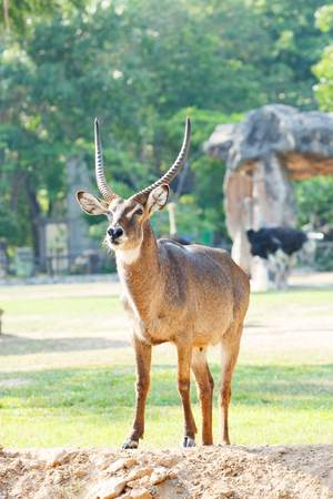 Close up young antelope in Khao Kheow open zoo, Thailandの写真素材