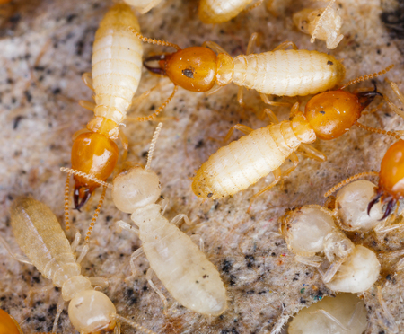 Close up termites or white ants destroyedの写真素材