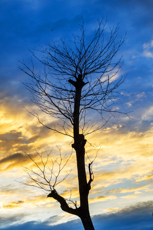 Abstract silhouette tree twig with colorful twilight sky, mysterious or lonely sceneの写真素材