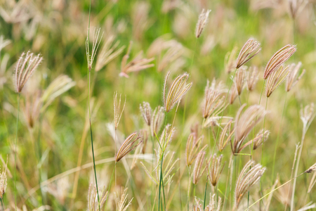 Close up swollen finger grass flower in field, nature abstract backgroundの写真素材