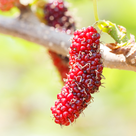 Close up red color mulberry fruit on tree in organic farmの写真素材