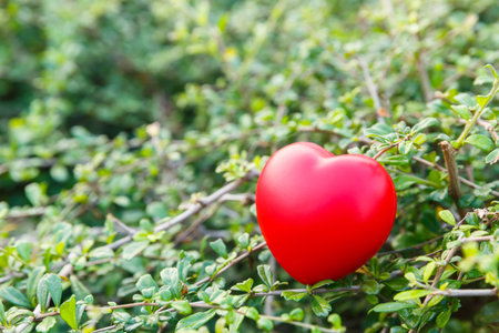 Close up red color heart shape ball on bush or shrub, valentine or love concept in nature background