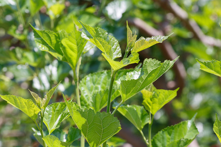 Close up mulberry leaf  on tree in organic farmの写真素材